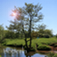 TreeId
